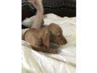 Dachshund Puppy for sale in Hillsboro, OR, USA