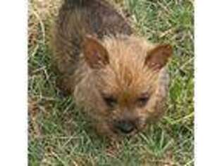 Norwich Terrier Puppy for sale in Groesbeck, TX, USA