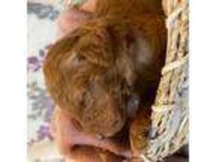 Mutt Puppy for sale in Gordonsville, VA, USA