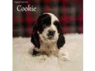 Cocker Spaniel Puppy for sale in Sugarcreek, OH, USA