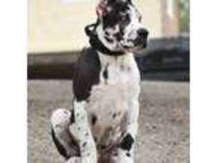 Great Dane Puppy for sale in Colton, CA, USA