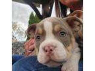 Mutt Puppy for sale in Ortonville, MI, USA