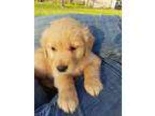 Golden Retriever Puppy for sale in Camden, IN, USA