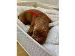 Irish Setter Puppy for sale in Doylestown, PA, USA