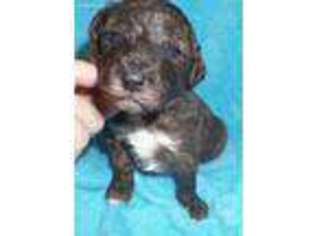 Mutt Puppy for sale in Lincoln, AL, USA