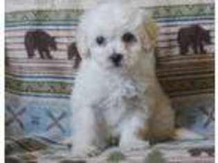 Mutt Puppy for sale in Warminster, PA, USA