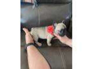 French Bulldog Puppy for sale in Bridgeville, DE, USA