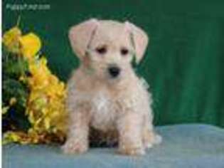 Mutt Puppy for sale in New Providence, PA, USA