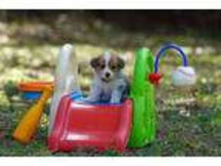 Pembroke Welsh Corgi Puppy for sale in Terrell, TX, USA
