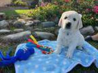 Mutt Puppy for sale in Mira Loma, CA, USA