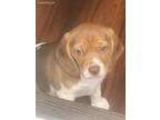 Beagle Puppy for sale in Warren, NJ, USA