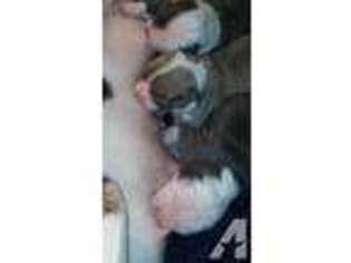 Olde English Bulldogge Puppy for sale in SYRACUSE, NY, USA