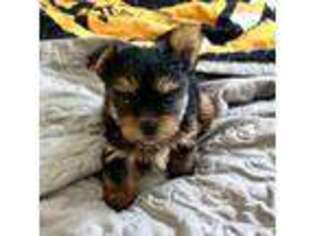 Yorkshire Terrier Puppy for sale in Sarasota, FL, USA