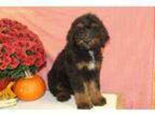 Mutt Puppy for sale in Danville, OH, USA