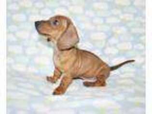 Dachshund Puppy for sale in Roseville, CA, USA