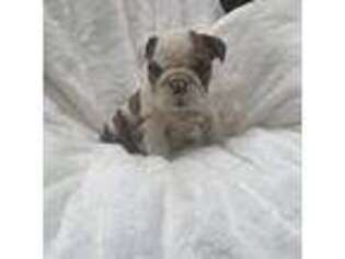 Medium Photo #1 Bulldog Puppy For Sale in Cold Spring, NY, USA