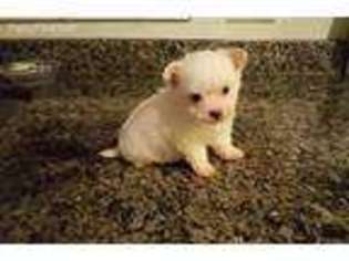 Maltese Puppy for sale in Panama City, FL, USA