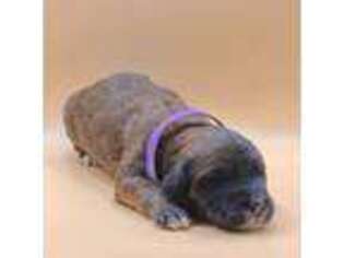 Saint Berdoodle Puppy for sale in Swartz Creek, MI, USA