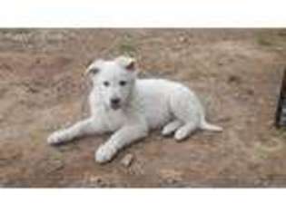 German Shepherd Dog Puppy for sale in Greenville, VA, USA