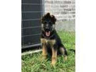 German Shepherd Dog Puppy for sale in Dallas, TX, USA