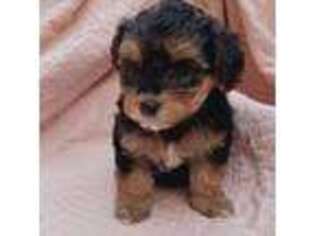 Mutt Puppy for sale in Benton, AR, USA