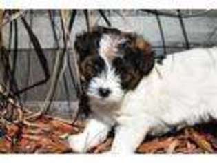 Jack Russell Terrier Puppy for sale in Sistersville, WV, USA