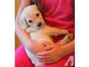 Mutt Puppy for sale in EVANS, GA, USA