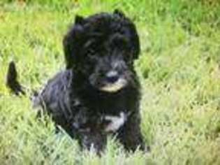 Labradoodle Puppy for sale in New Braunfels, TX, USA