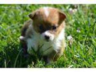 Pembroke Welsh Corgi Puppy for sale in Mount Vernon, MO, USA