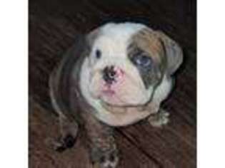 Bulldog Puppy for sale in Three Rivers, TX, USA