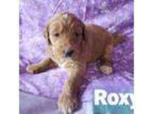 Goldendoodle Puppy for sale in Blythe, GA, USA