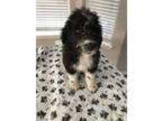 Portuguese Water Dog Puppy for sale in Medford, OR, USA