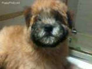 Soft Coated Wheaten Terrier Puppy for sale in Chicago, IL, USA
