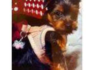 Yorkshire Terrier Puppy for sale in Marion, OH, USA