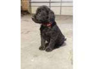 Goldendoodle Puppy for sale in Grand Forks, ND, USA