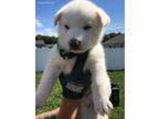 Siberian Husky Puppy for sale in Sparta, MI, USA