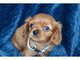 Cavalier King Charles Spaniel Puppy for sale in Greensboro, NC, USA