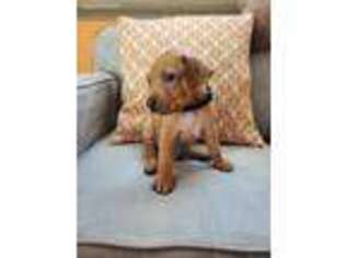 Rhodesian Ridgeback Puppy for sale in Tracy, CA, USA