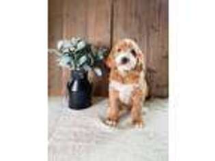Goldendoodle Puppy for sale in Mineral Point, WI, USA