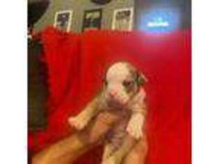 Bulldog Puppy for sale in Jackson, MI, USA