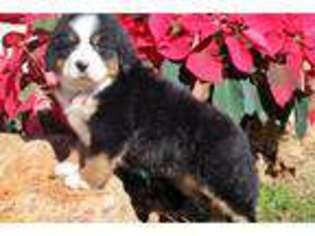 Bernese Mountain Dog Puppy for sale in Springfield, MO, USA