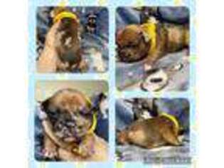 French Bulldog Puppy for sale in Wolf Creek, OR, USA