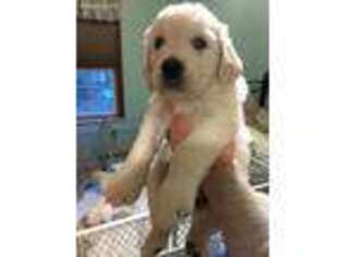 Mutt Puppy for sale in Howard, OH, USA