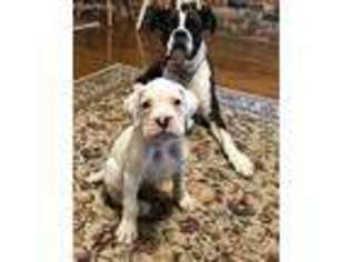 Boxer Puppy for sale in Waycross, GA, USA