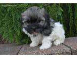 Havanese Puppy for sale in Winesburg, OH, USA