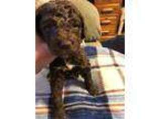 Goldendoodle Puppy for sale in Supply, NC, USA