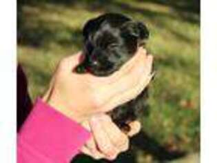 Yorkshire Terrier Puppy for sale in Garnett, KS, USA