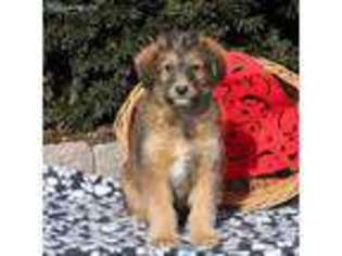 Siberian Husky Puppy for sale in Leola, PA, USA