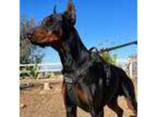 Doberman Pinscher Puppy for sale in Rialto, CA, USA