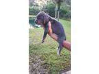 Great Dane Puppy for sale in Malabar, FL, USA
